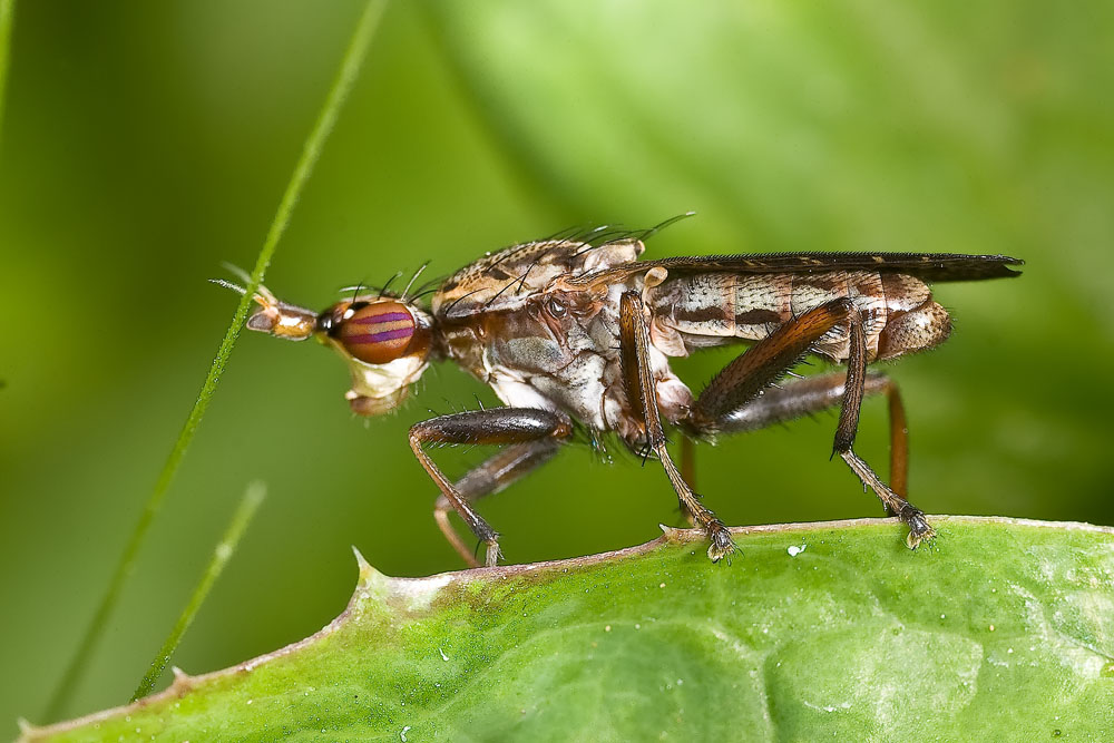 Empis (Pachymeria) scotica (Empididae) e Scyomizidae